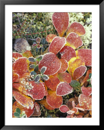 Bearberry And Dwarf Cranberries In Denali National Park, Alaska, Usa by Stuart Westmoreland Pricing Limited Edition Print image