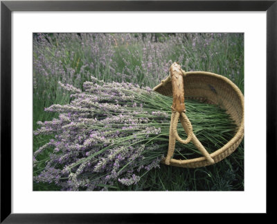 Lavender Harvest, Vashon Island, Washington State, United States Of America, North America by Colin Brynn Pricing Limited Edition Print image