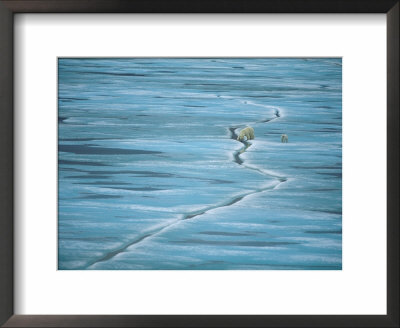 Polar Bear And Cub Cross Crack In Ice, Churchill, Canada by Staffan Widstrand Pricing Limited Edition Print image