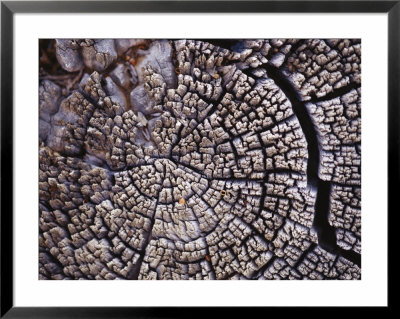 A Close View Of The Annular Rings Of A Decayed Tree Trunk by Raul Touzon Pricing Limited Edition Print image