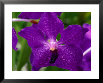 An Exotic Orchid At An Orchid Farm Near The Volcano, Hawaii (Big Island), Hawaii, Usa by Ann Cecil Pricing Limited Edition Print image