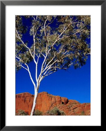 Gum Tree At Bungle Bungles, Purnululu National Park, Western Australia by John Banagan Pricing Limited Edition Print image