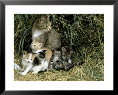 Cat And Kittens In Hay by Allen Russell Pricing Limited Edition Print image