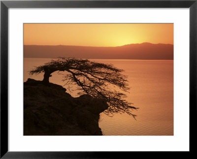 Acacia Tree Silhouetted Against Lake At Sunrise, Lake Langano, Ethiopia, Africa by D H Webster Pricing Limited Edition Print image