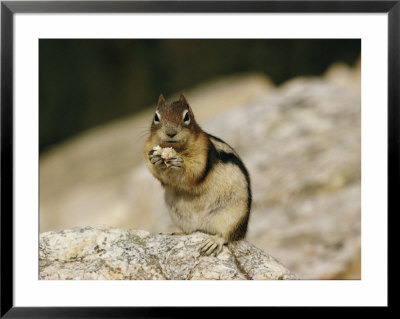 Close View Of A Chipmunk by W. E. Garrett Pricing Limited Edition Print image