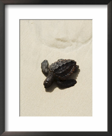 Baby Turtle On Beach, Santa Maria, Sal (Salt), Cape Verde Islands, Africa by R H Productions Pricing Limited Edition Print image