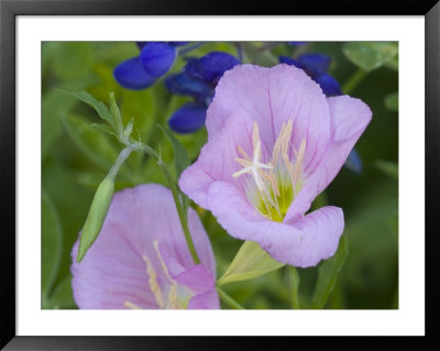 Blue Bonnet And Evening Primrose, Texas, Usa by Darrell Gulin Pricing Limited Edition Print image
