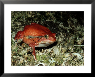 Tomato Frog, Madagascar by Kenneth Day Pricing Limited Edition Print image