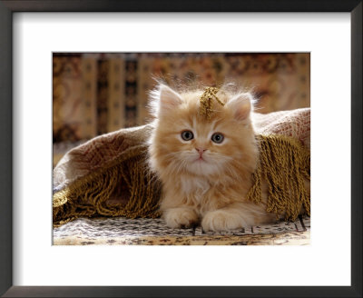 Domestic Cat, 8-Week, Portrait Of Red Persian-Cross Male Kitten, Playing Under Fringed Cover by Jane Burton Pricing Limited Edition Print image