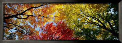 Colorful Trees In Fall, Autumn, Low Angle View by Panoramic Images Pricing Limited Edition Print image