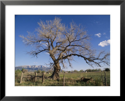 A Cottonwood Tree by Richard Nowitz Pricing Limited Edition Print image