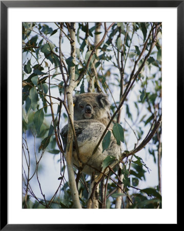 A Koala Bear Rests Atop Tree Branches by Nicole Duplaix Pricing Limited Edition Print image