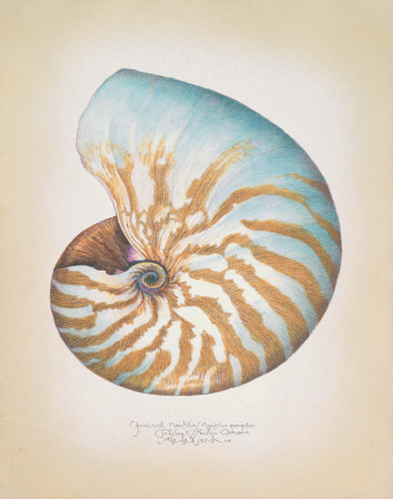 Chambered Nautilus by Richard Van Genderen Pricing Limited Edition Print image