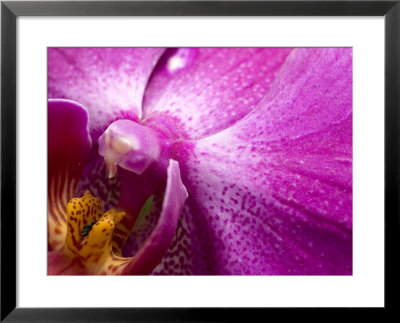 Close View Of A Pink Orchid Blossom, Groton, Connecticut by Todd Gipstein Pricing Limited Edition Print image