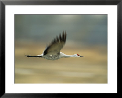 A Flying Sandhill Crane by Joel Sartore Pricing Limited Edition Print image