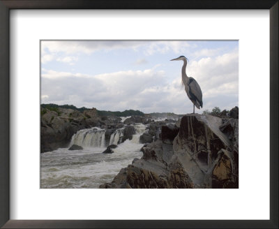 Great Blue Heron On Rock Overlooking Great Falls by Skip Brown Pricing Limited Edition Print image