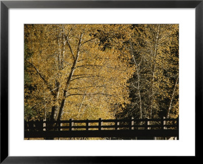 Golden Trees Surround A Footbridge by Marc Moritsch Pricing Limited Edition Print image