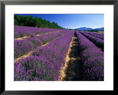Rows Of Lavender In Bloom, Vaucluse Region, Sault, Provence-Alpes-Cote D'azur, France by David Tomlinson Pricing Limited Edition Print image