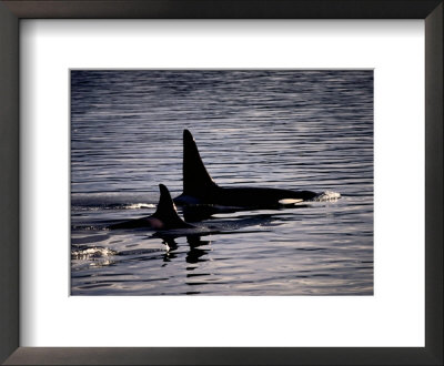 Killer Whales by Mark Newman Pricing Limited Edition Print image