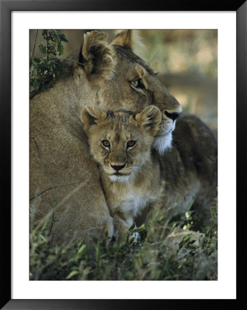 Lioness And Cub by Mark Ross Pricing Limited Edition Print image