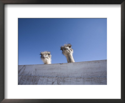 Two Ostrich Looking Over A Fence, Arizona by John Burcham Pricing Limited Edition Print image