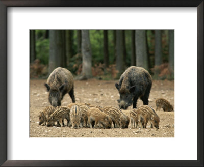 Group Of Young Wild Boars Nose The Ground In Front Of Two Adults by Norbert Rosing Pricing Limited Edition Print image