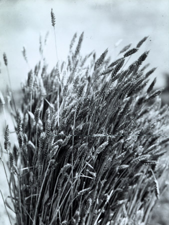 Sheaf Of Wheat by A. Villani Pricing Limited Edition Print image