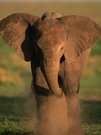 Baby African Elephant Dust Bathing, Masai Mara, Kenya by Anup Shah Pricing Limited Edition Print image