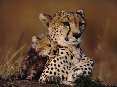 Cheetah Cub Cuddling Up To Mother, Masai Mara, Kenya by Anup Shah Pricing Limited Edition Print image