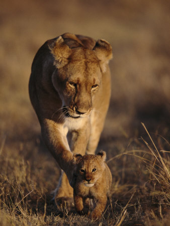 Lion Cub Walking In Front Of Mother, Masai Mara, Kenya by Anup Shah Pricing Limited Edition Print image