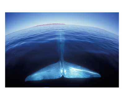 Blue Whale Tail, Baja, California, Usa by Amos Nachoum Pricing Limited Edition Print image