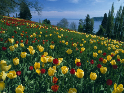 Tulips, Island Of Mainau, Germany by Elfi Kluck Pricing Limited Edition Print image