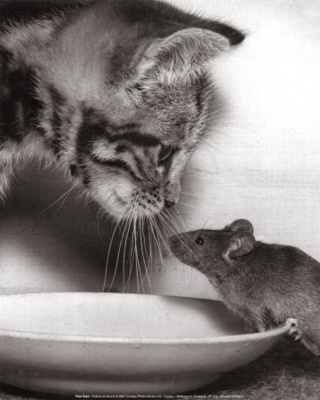 Chaton Et Souris by Paul Kaye Pricing Limited Edition Print image