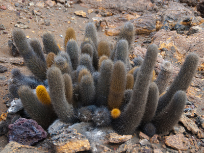 Kakteen Auf Galapagos by Oliver Schwartz Pricing Limited Edition Print image