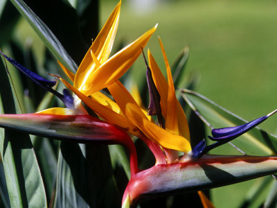 Bird Of Paradise In Bermuda Botanical Gardens, Caribbean by Greg Johnston Pricing Limited Edition Print image