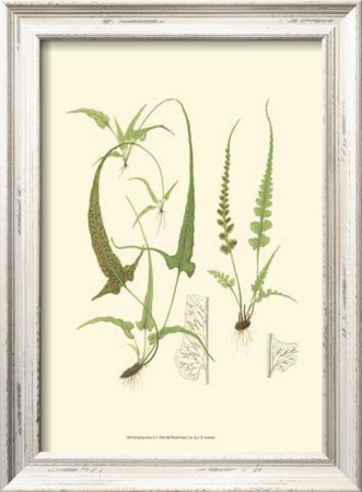 Spring Ferns Ii by J.H. Emerton Pricing Limited Edition Print image
