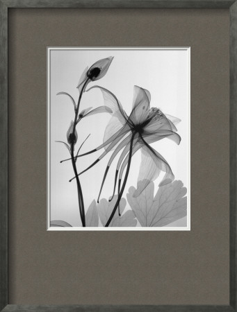 Columbine Ii by Steven N. Meyers Pricing Limited Edition Print image