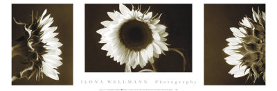 Sunflower Collection by Ilona Wellmann Pricing Limited Edition Print image