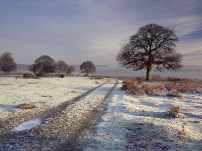 Frosty Winter Morning, New Forest, Nr Bolderwood, Hampshire, Uk by Adam Burton Pricing Limited Edition Print image