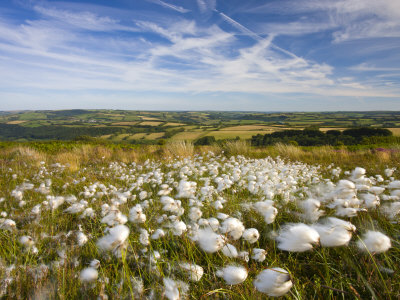 Cotton Grass Growing On Moorland At Dunkery Hill, Exmoor National Park, Somerset, England by Adam Burton Pricing Limited Edition Print image