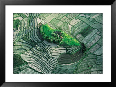 Terraced Rice Fields, Bali by Yann Arthus-Bertrand Pricing Limited Edition Print image