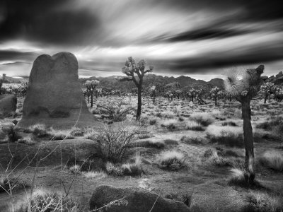Joshua Trees In A Desert Sunset, California by Images Monsoon Pricing Limited Edition Print image