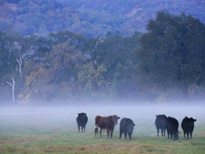 Cows In Fog, California, Usa by Bob Cornelis Pricing Limited Edition Print image