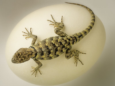 Desert Lizard Crawling On A Large White Egg by Images Monsoon Pricing Limited Edition Print image