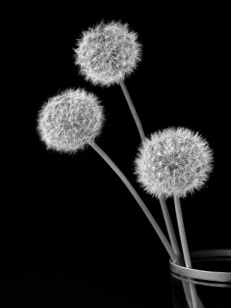 Three Dandelion In Glass by Ilona Wellmann Pricing Limited Edition Print image