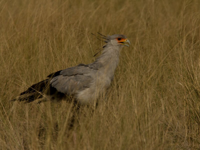 Secretary Bird, Sagittarius Serpentarius, In Tall Grass by Beverly Joubert Pricing Limited Edition Print image