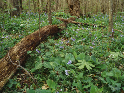 Bluebells Bloom In The Spring On Bluebell Island by Stephen Alvarez Pricing Limited Edition Print image