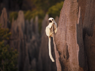 Decken's Sifaka Lemur Perches On A Splinter Of Stone by Stephen Alvarez Pricing Limited Edition Print image
