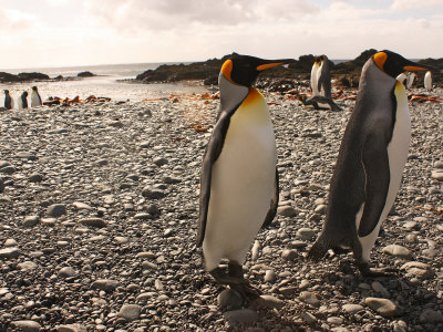 King Penguins On A Beach At The Site Of Their Largest Breeding Colony by Steve & Donna O'meara Pricing Limited Edition Print image