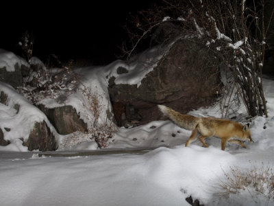 Remote Camera Captures A Red Fox Walking Through Snow by Steve Winter Pricing Limited Edition Print image